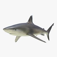 Silvertip Shark 3D Model