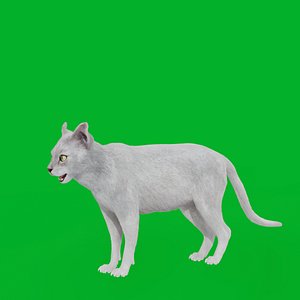 AmericanCurlCat