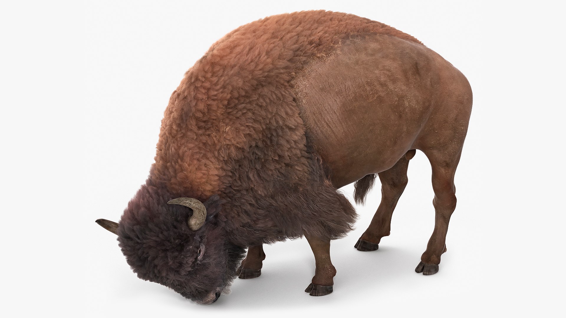 Grazing American Bison Bull with Fur 3D model preview