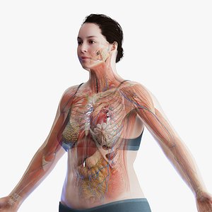 Human Complete Anatomy Obese Female 3D