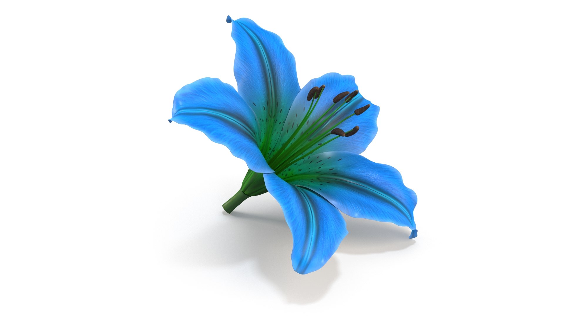 3D Realistic Blue Lily 3D Model - High-Quality 4K PBR Asset https://p.turbosquid.com/ts-thumb/NM/p0R2rt/nm/3/jpg/1741950127/1920x1080/fit_q87/0683c84fc1f10e0fdac8d3fdc1adb722aae334f7/3.jpg