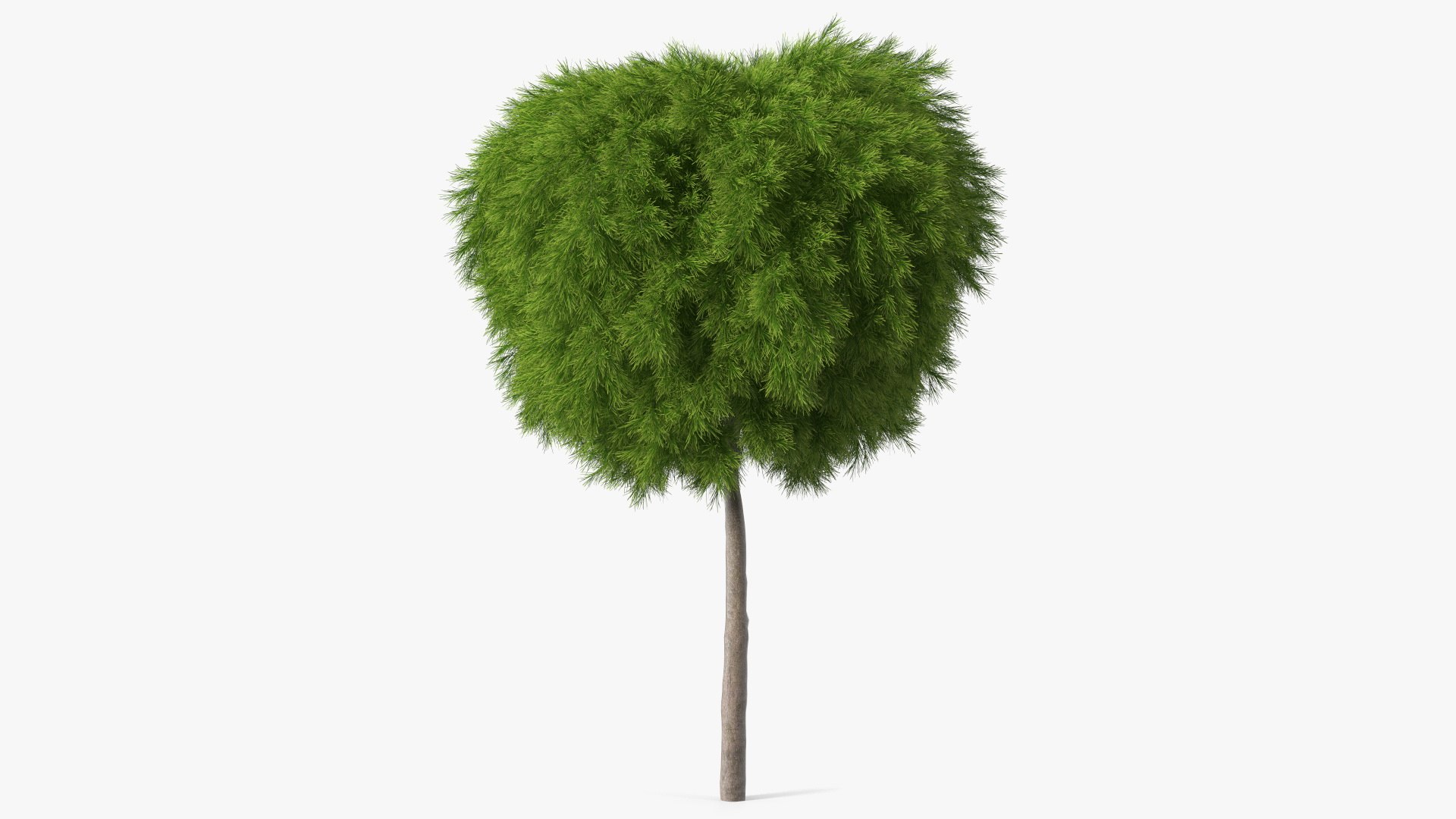 Acacia Cognata Tree 3D model preview