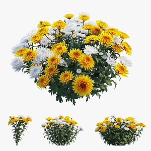 3D model chrysanthemum flower plant set