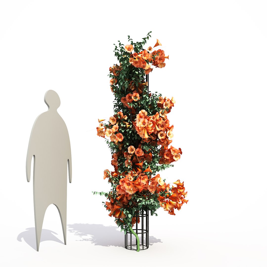 3d model 3 flower plant https://p.turbosquid.com/ts-thumb/NN/50Cegy/nODHzW7T/campsisgrandiflorafinal_01/jpg/1468199749/1920x1080/fit_q87/22998ccc7170850d87428c6687e5c3c2d849f5a3/campsisgrandiflorafinal_01.jpg
