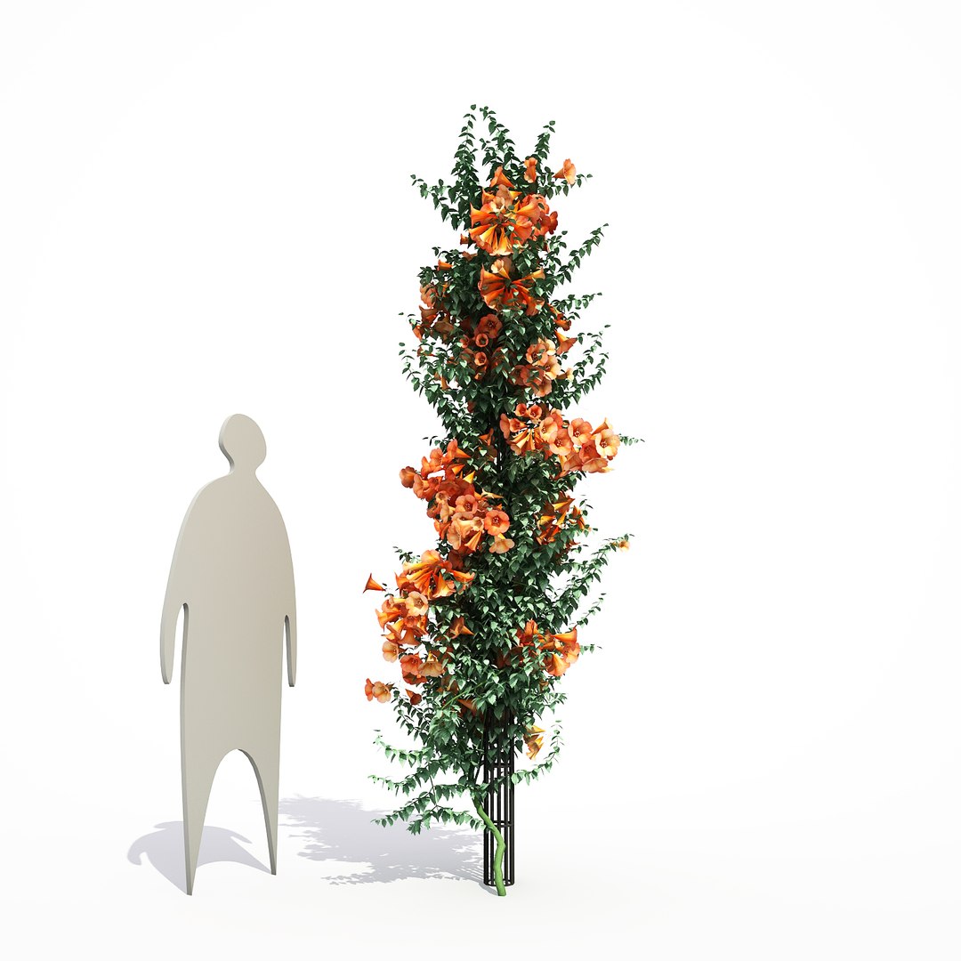 3d model 3 flower plant https://p.turbosquid.com/ts-thumb/NN/50Cegy/pFo5TetI/campsisgrandiflorafinal_04/jpg/1468199749/1920x1080/fit_q87/8dd00fa73e6751511404505433071f383109183b/campsisgrandiflorafinal_04.jpg