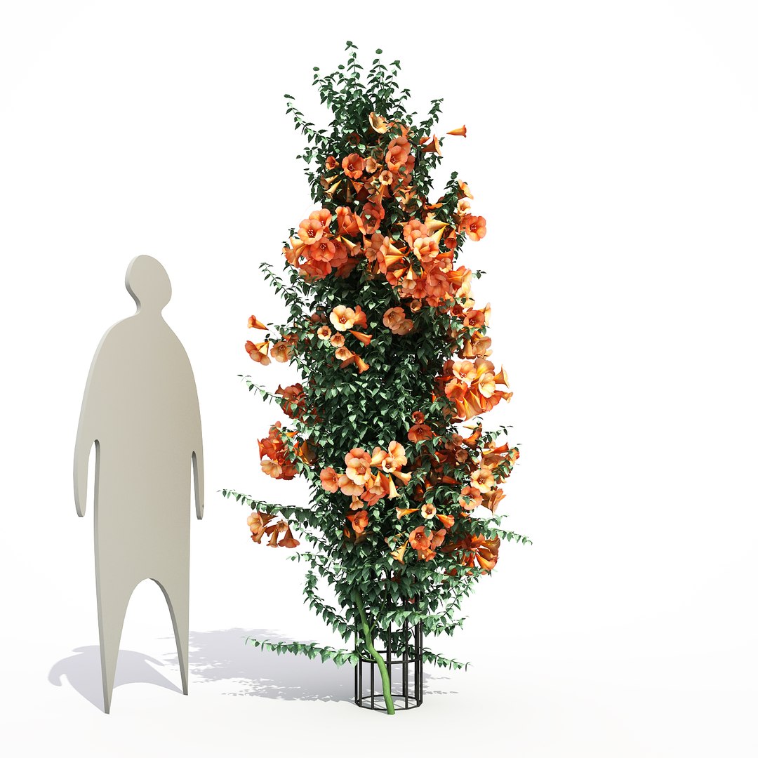 3d model 3 flower plant https://p.turbosquid.com/ts-thumb/NN/50Cegy/vZ8I0sdt/campsisgrandiflorafinal_02/jpg/1468199749/1920x1080/fit_q87/89fed23ae826046913e7896e1245dd3ea257b4e7/campsisgrandiflorafinal_02.jpg