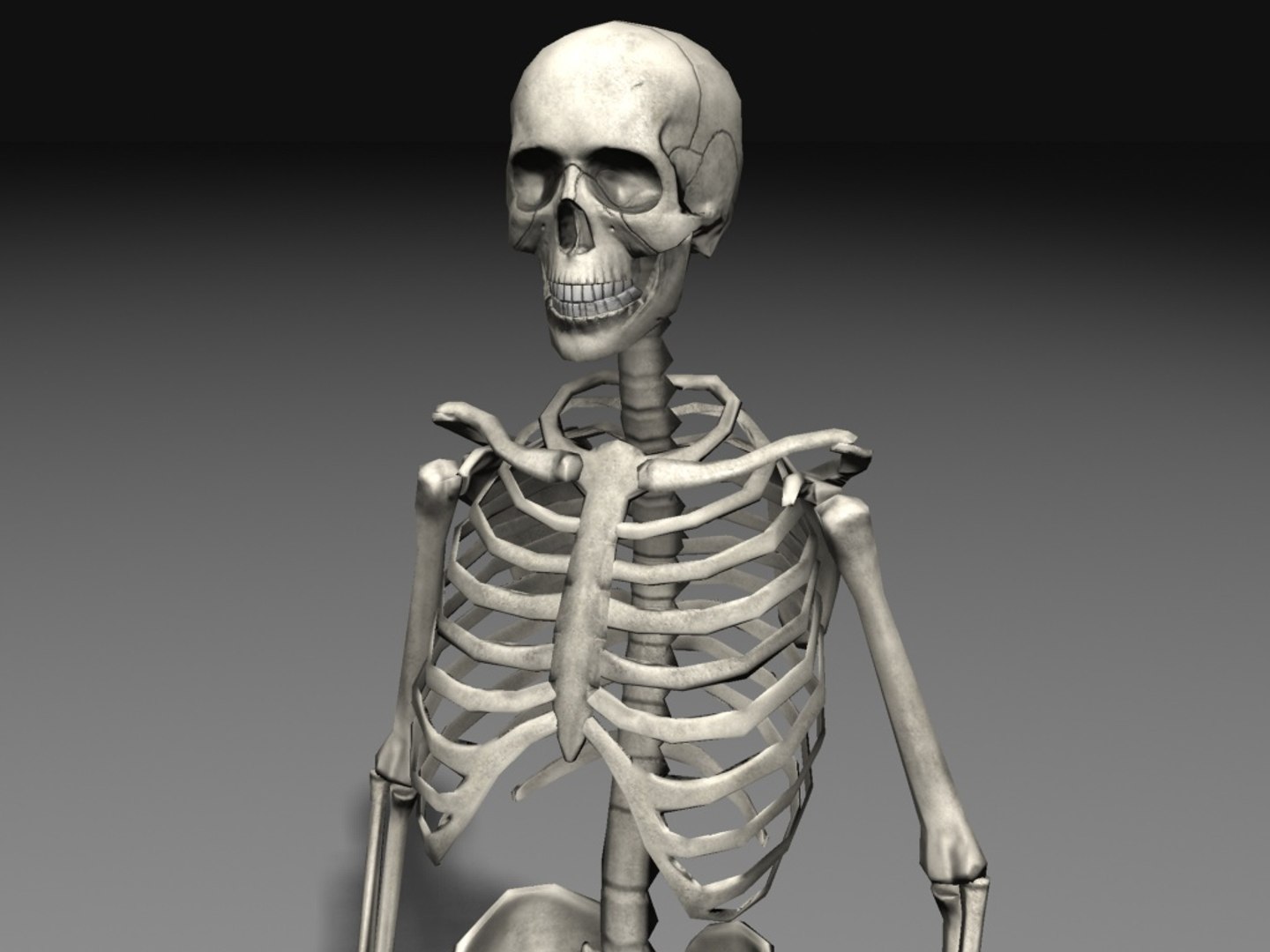 Включи скелет 3. Скелет человека. Модель скелета. Скелет 3д. Скелет человека 3d.