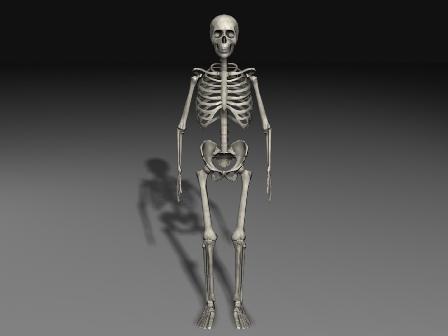 Включи скелет 3. Скелет зибраш модель. 3ds Max скелет человека модель. 3д модель скелета человека Blender. Макет скелета.