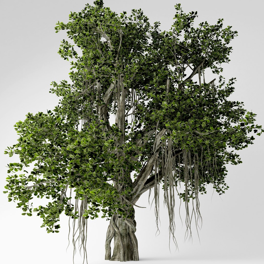 3D Chinese Banyan Tree Model - TurboSquid 1519868