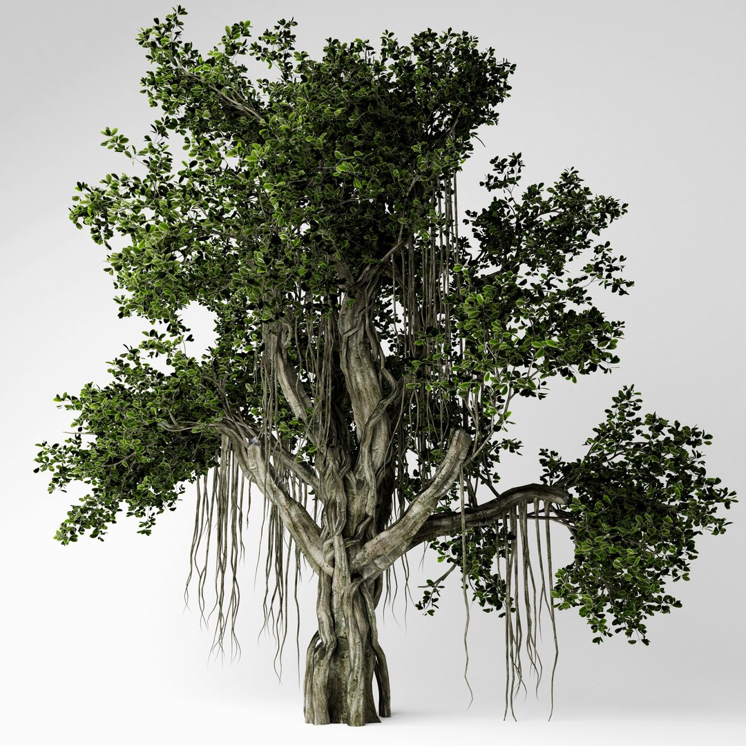 3D Chinese Banyan Tree Model - TurboSquid 1519868