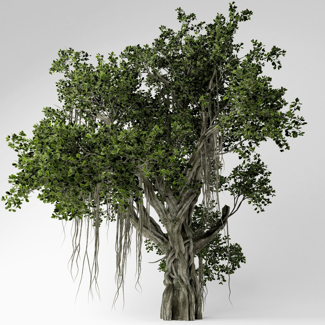 3D Chinese Banyan Tree Model - TurboSquid 1519868