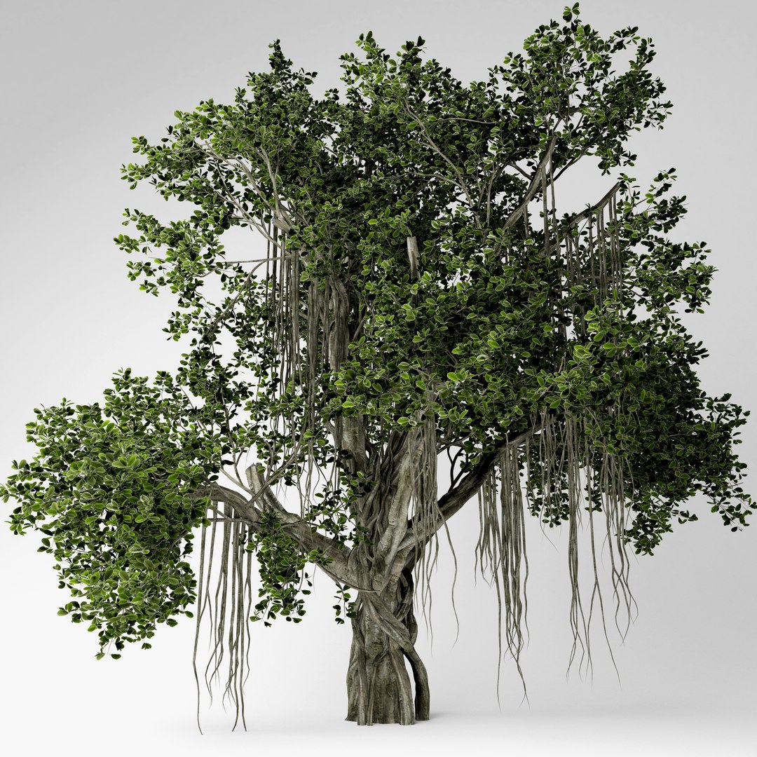 3D Chinese Banyan Tree Model TurboSquid 1519868