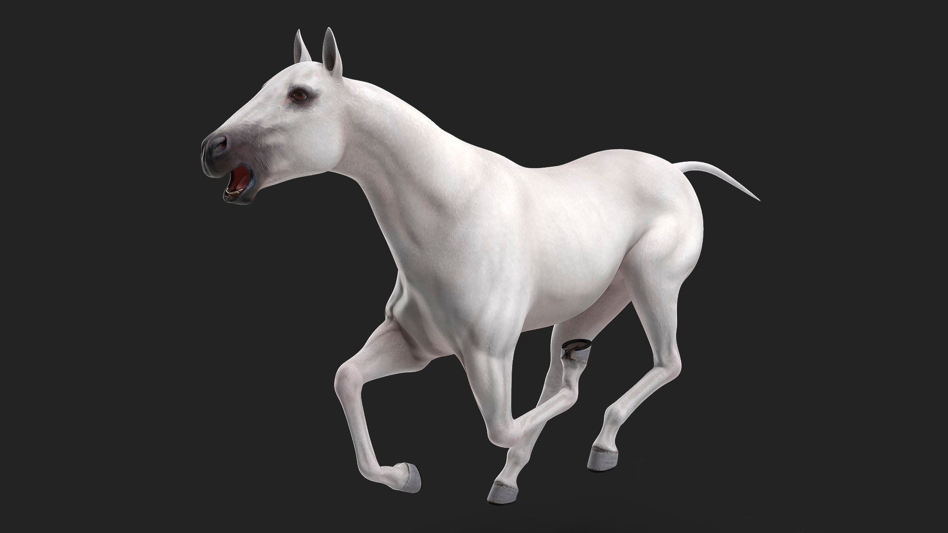 White Horse Rigged 3D model preview