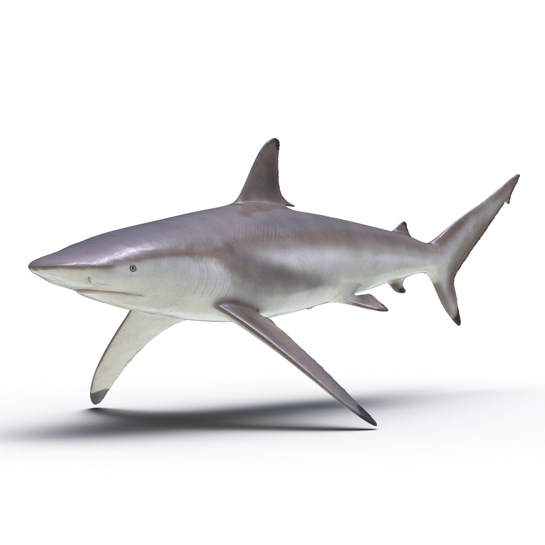 Spinner Shark 3D Model 3D model preview