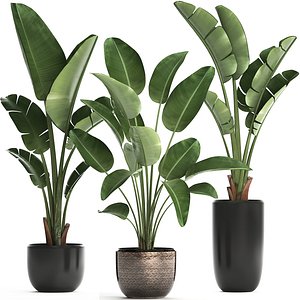 Exotic plants banana tree set 444