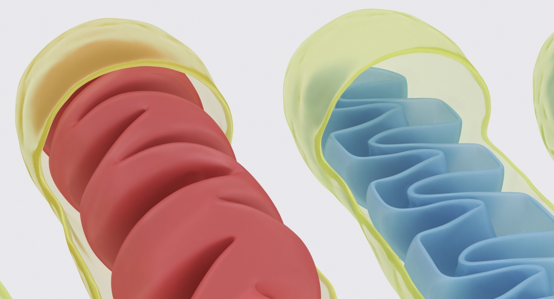 mitochondrions 3D https://p.turbosquid.com/ts-thumb/NO/CMLX35/4oX1Fjtf/mito_6/jpg/1532691502/1920x1080/fit_q87/9e49166ad323700f1711db9e6d3c62a93aeb6b28/mito_6.jpg