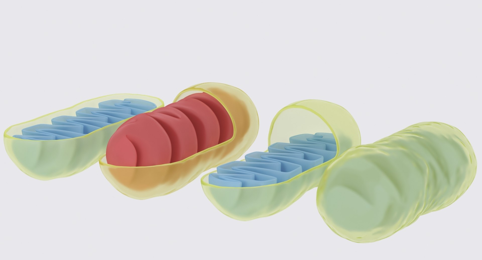 mitochondrions 3D https://p.turbosquid.com/ts-thumb/NO/CMLX35/EZBcq6DH/mito_2/jpg/1532691502/1920x1080/fit_q87/a0aa67c2825dd1533566349c5d8bd472a33241e6/mito_2.jpg