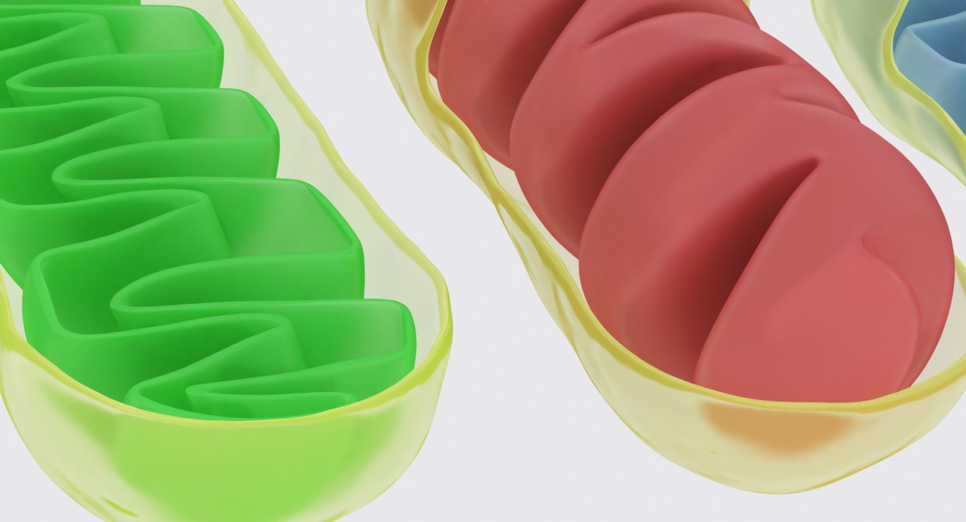 mitochondrions 3D https://p.turbosquid.com/ts-thumb/NO/CMLX35/F72t7kXP/mito_5/jpg/1532691502/1920x1080/fit_q87/5dae8175d68809349ee8bad321254fe713aa36e4/mito_5.jpg