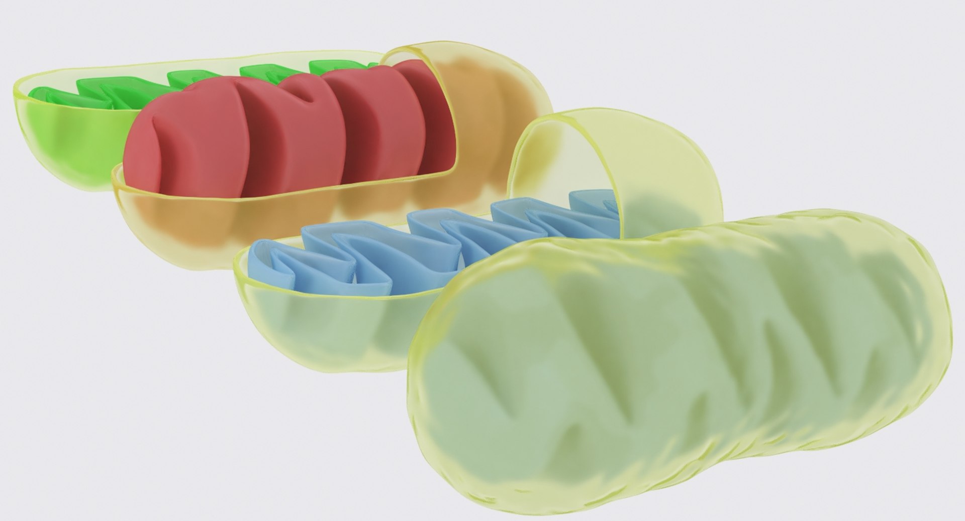 mitochondrions 3D https://p.turbosquid.com/ts-thumb/NO/CMLX35/IiCOKuYS/mito_9/jpg/1532691503/1920x1080/fit_q87/16aa2d2c12bd745a0ffd957ec43bbff6b109473c/mito_9.jpg