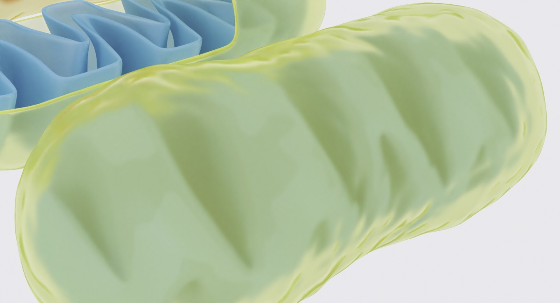 mitochondrions 3D https://p.turbosquid.com/ts-thumb/NO/CMLX35/XGsnSc6S/mito_13/jpg/1532691503/1920x1080/fit_q87/efd91cdc9c329c8ca680a014e3f38c0be2a90f8a/mito_13.jpg