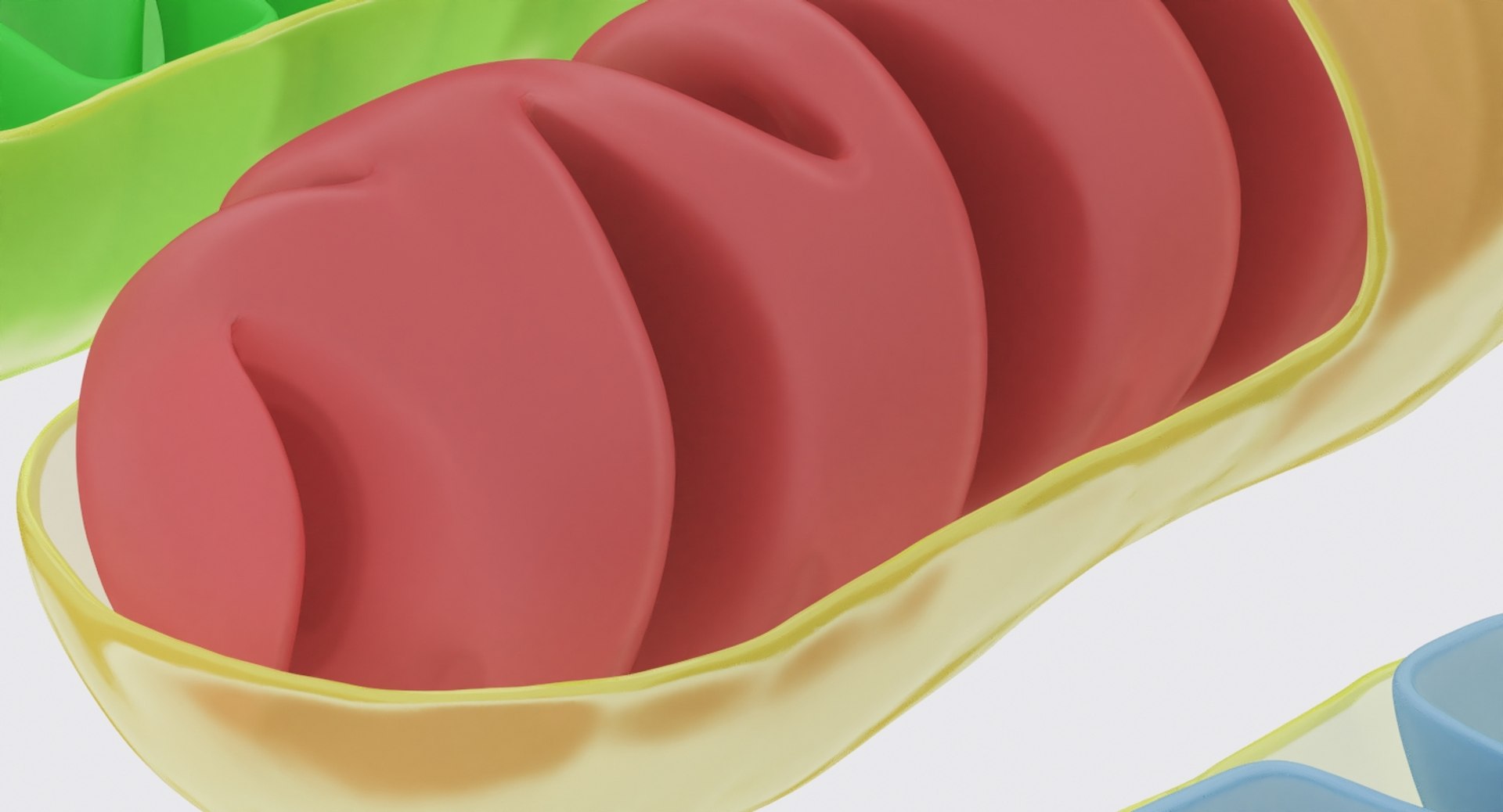mitochondrions 3D https://p.turbosquid.com/ts-thumb/NO/CMLX35/a9OHhlyM/mito_11/jpg/1532691503/1920x1080/fit_q87/124309f26763896e60db08785e030dfba5d6f67b/mito_11.jpg