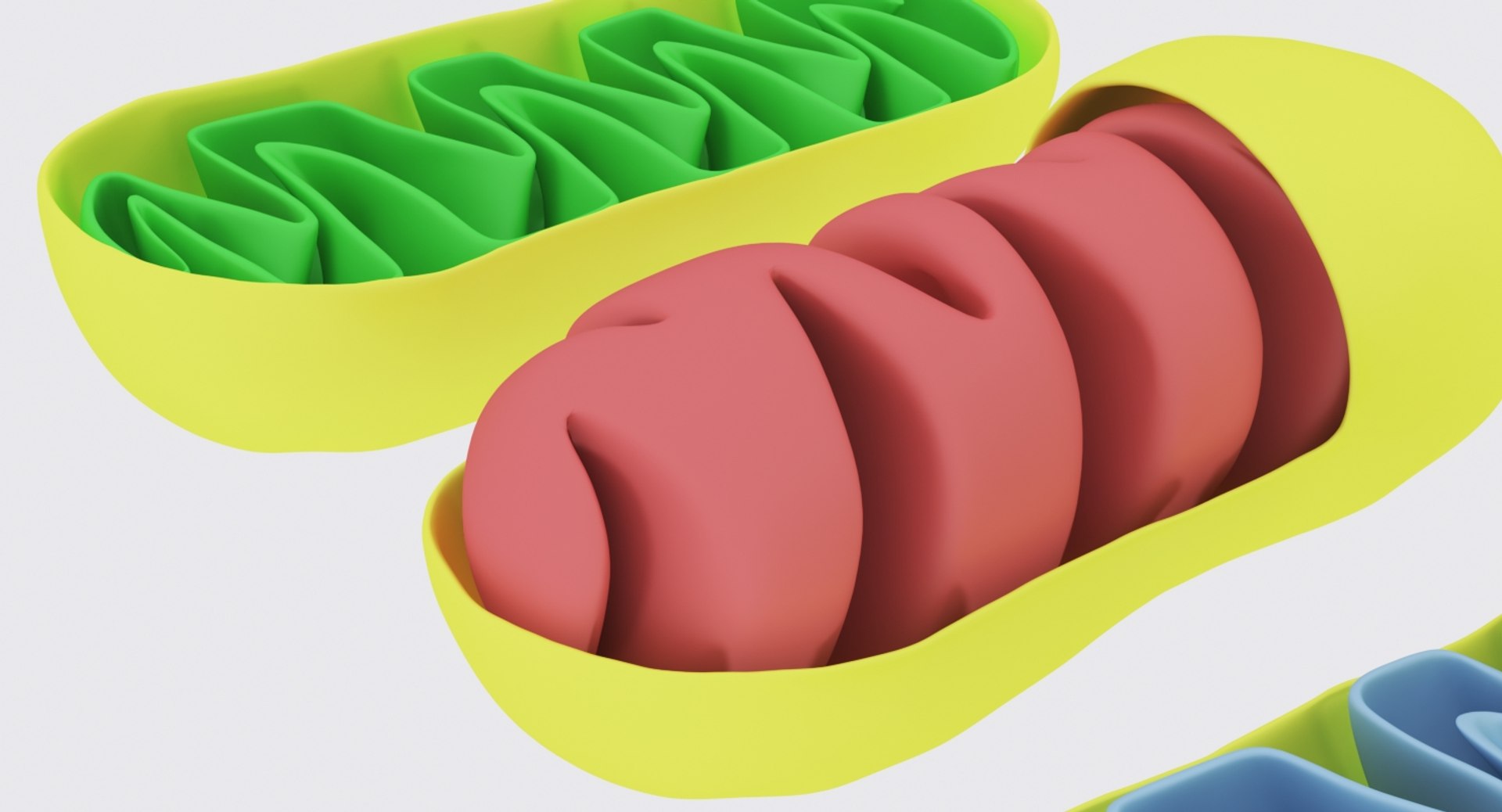 mitochondrions 3D https://p.turbosquid.com/ts-thumb/NO/CMLX35/mQNUpAoJ/mito_14/jpg/1532691503/1920x1080/fit_q87/9a70c29dda3c0e4b3b12f011565062c18ac5bf35/mito_14.jpg