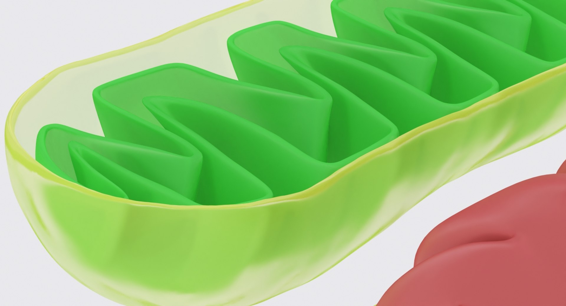 mitochondrions 3D https://p.turbosquid.com/ts-thumb/NO/CMLX35/nEEtCkck/mito_12/jpg/1532691503/1920x1080/fit_q87/323a8c0307a280627a6578ab51b4fb4a8b4fffd8/mito_12.jpg