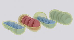 mitochondrions 3D