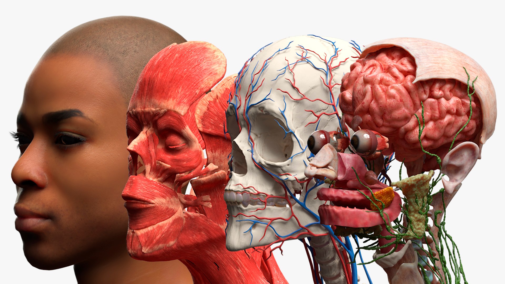 Male Full Body Anatomy Negroid Rigged 3D Model TurboSquid 2297393