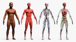 Male Full Body Anatomy Negroid Rigged 3D model