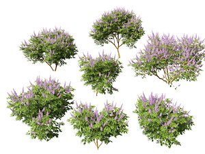 Highpoly-Low Poly - Vitex agnus - chaste tree 3D model