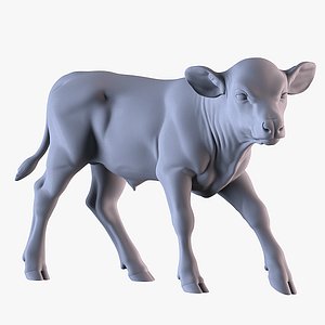 Calf