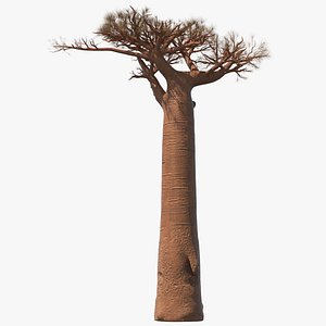 3D model leafless baobab