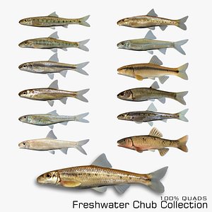 Freshwater Chub Collection 3D model