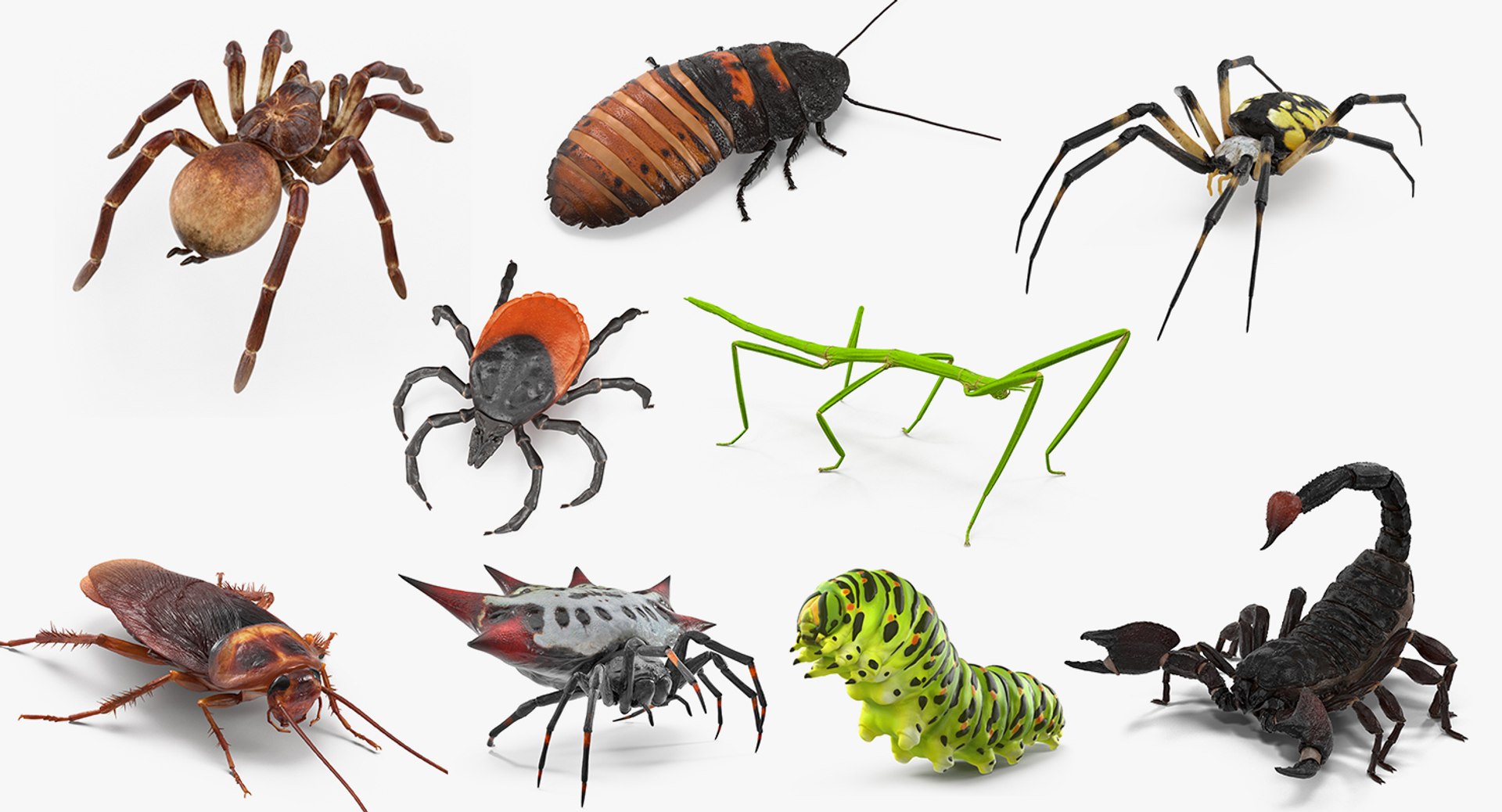 Rigged Creeping Insects Collection 3 for Cinema 4D 3D model preview