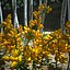 3d gorse flower