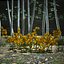 3d gorse flower