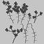 3d gorse flower