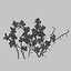 3d gorse flower