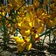 3d gorse flower