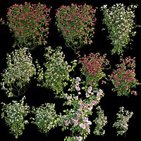 Roses bushes