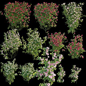 Roses bushes