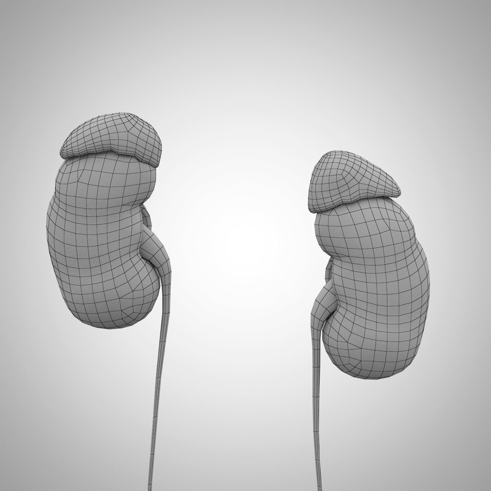 人体肾脏3D模型 - TurboSquid 1175500