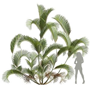 New Plant High detail Chrysalidocarpus Lutescens02 model