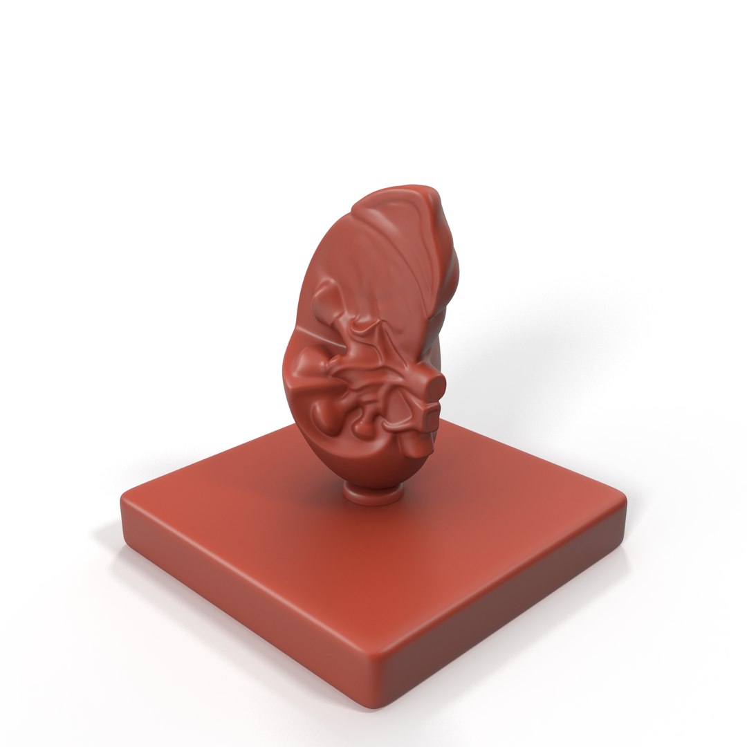 Kidney Inside Medical Model for 3D Print 3D model preview