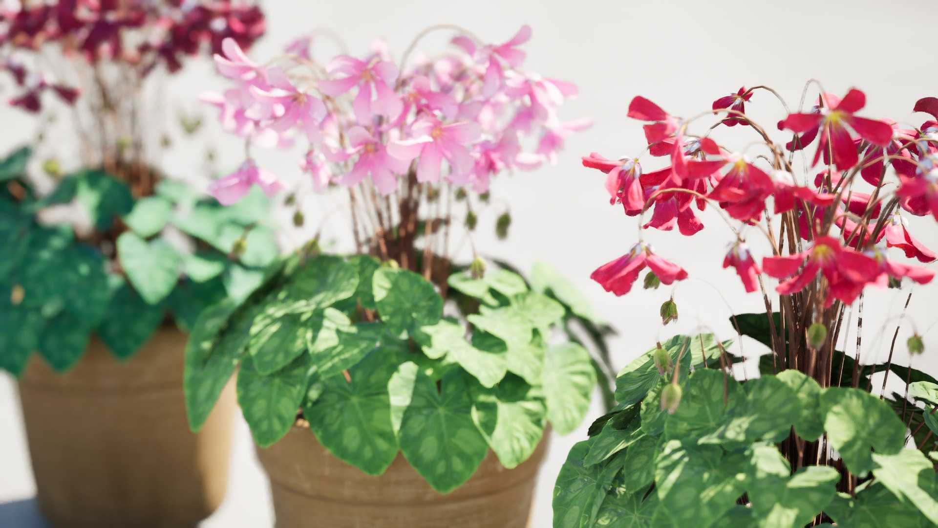 Highly Detailed Cyclamen Flowers Model TurboSquid 2296218