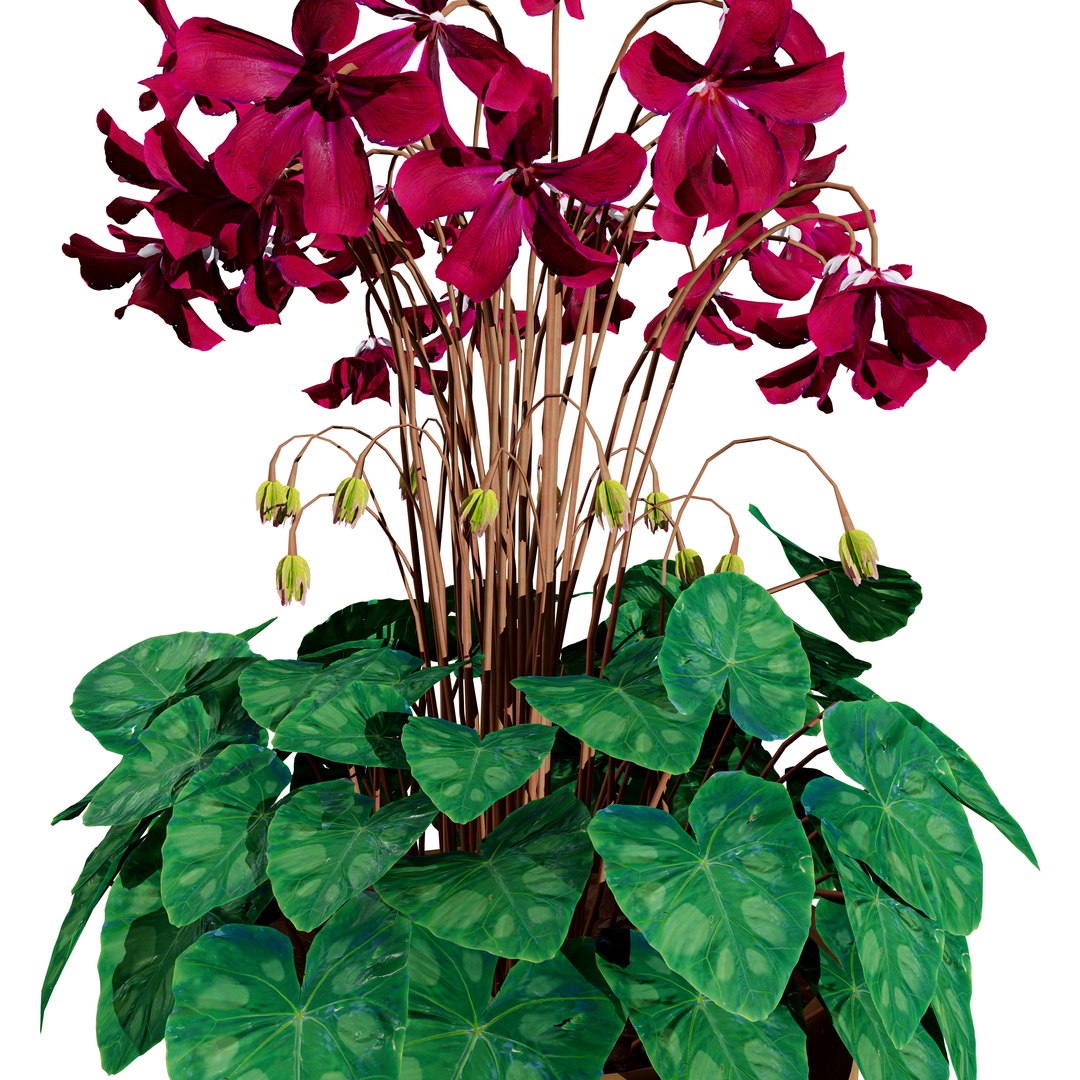 Highly Detailed Cyclamen Flowers model https://p.turbosquid.com/ts-thumb/NP/JYcsug/9s/cyclamen_v023/jpg/1729699327/1920x1080/fit_q87/8b1dbc703df0089a3be8193ca04f3bbf1154ffda/cyclamen_v023.jpg