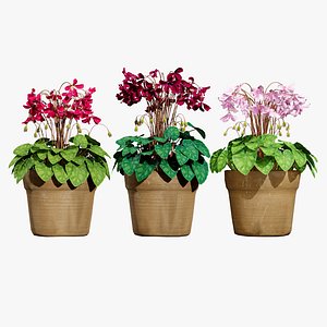 Highly Detailed Cyclamen Flowers model