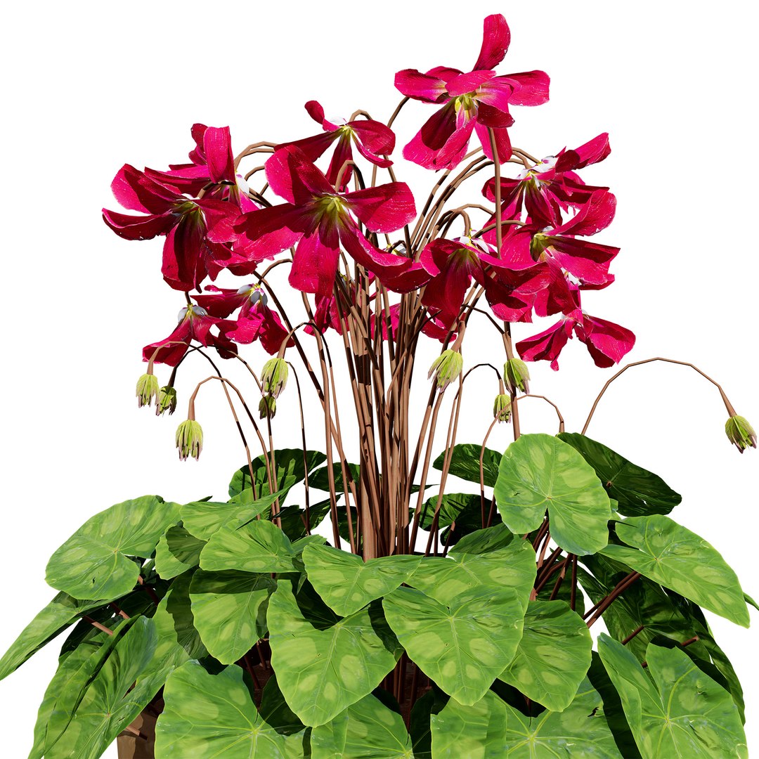 Highly Detailed Cyclamen Flowers Model TurboSquid 2296218