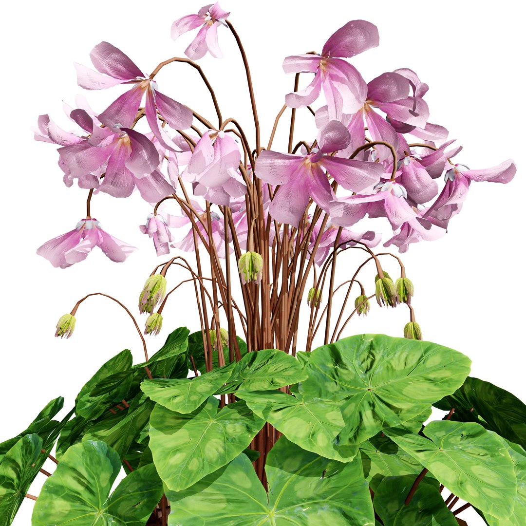 Highly Detailed Cyclamen Flowers model https://p.turbosquid.com/ts-thumb/NP/JYcsug/zV/cyclamen_v033/jpg/1729699323/1920x1080/fit_q87/80c0f817ae2e2e04dff720edbe47850bf40ef0d5/cyclamen_v033.jpg